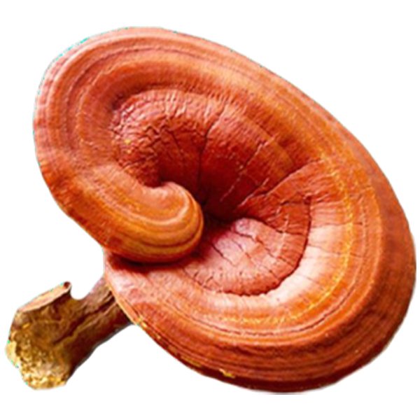 Vestige Ganoderma